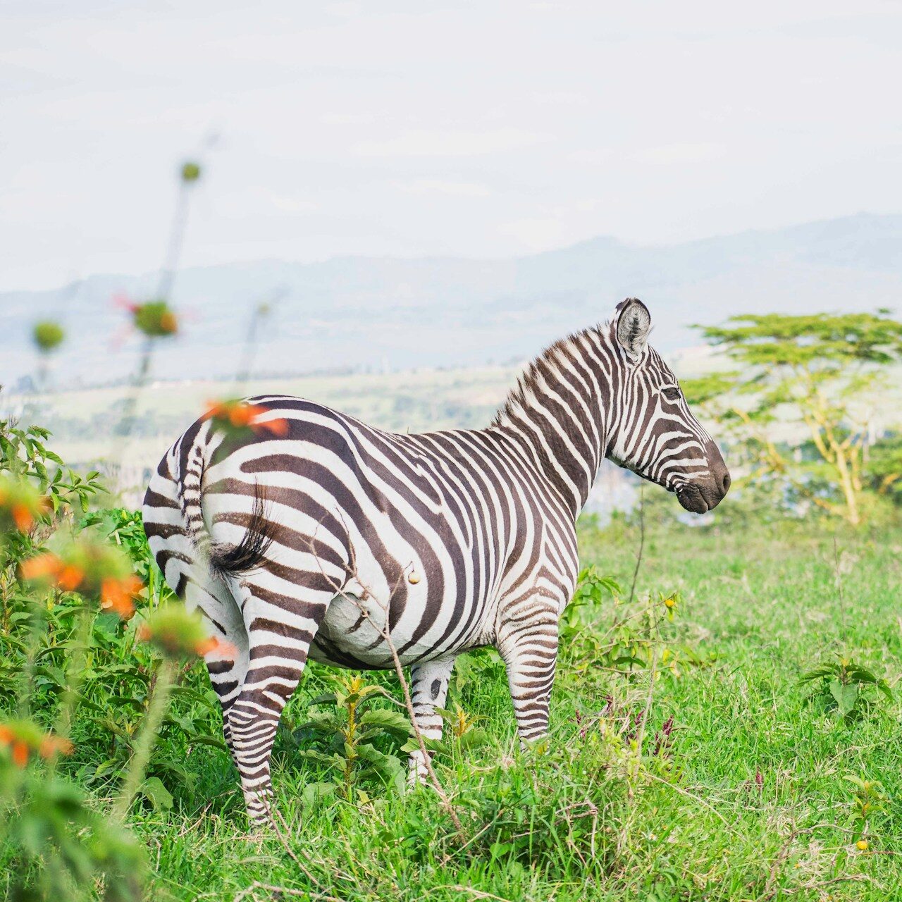 brian kungu 07dzV88_m6w unsplash e1728280499117