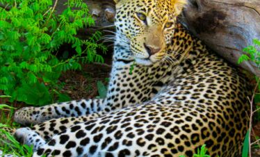 12 Days Kenya & Tanzania Grand Safari