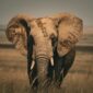 udara karunarathna XiOQhhXWX6Y unsplash 85x85
