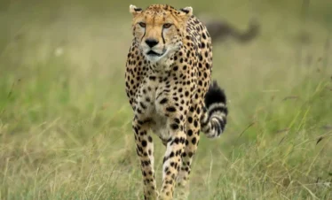 9 Days Kenya Coast & Tsavo Safari