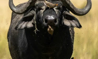 8 Days Tanzania Safari – Manyara, Ngorongoro & Serengeti