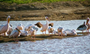 11 Days Kenya Safari & Mombasa Beach