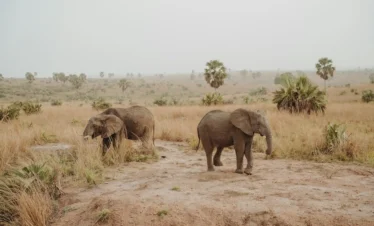 7 Days Amboseli, Tsavo & Diani Beach